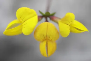 Bird's foot trefoil (Lotus corniculatus) flower, Burren National Park, County Clare Bird's foot trefoil (Lotus corniculatus) flower, Burren National Park, County Clare