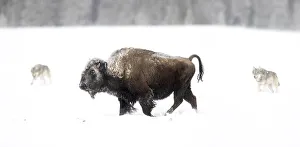 Bison (Bison bison) being circled by wolves (Canis lupus) hunting in snow, Yellowstone National Park, USA. January Bison (Bison bison) being circled by wolves (Canis lupus) hunting in snow, Yellowstone National Park, USA. January