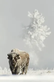 Bison (Bison bison) on frost covered ground, Yellowstone National Park, USA, February Bison (Bison bison) on frost covered ground, Yellowstone National Park, USA, February