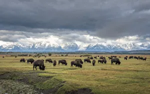 Bison (Bison bison) herd grazing on plain, snow and cloud covered mountains in background Bison (Bison bison) herd grazing on plain, snow and cloud covered mountains in background