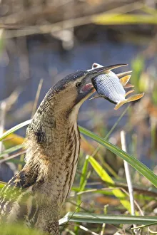 Bittern (Botaurus stellaris) feeding on fish, Suffolk, England, UK, November Bittern (Botaurus stellaris) feeding on fish, Suffolk, England, UK, November
