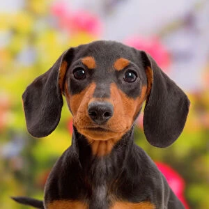 Portrait Collection: Black-and-tan Dachshund puppy portrait