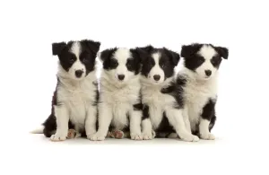 Four black-and-white Border Collie puppies, age 7 weeks, sitting in a row Four black-and-white Border Collie puppies, age 7 weeks, sitting in a row