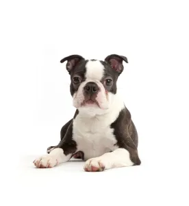 Black-and-white Boston Terrier, age 5 months Black-and-white Boston Terrier, age 5 months
