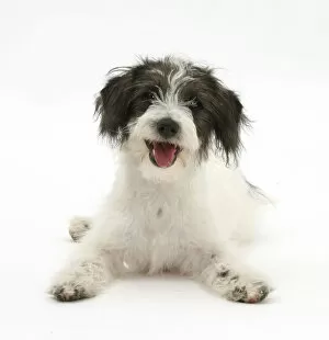 Images Dated 18th September 2014: Black-and-white Jack-a-poo, Jack Russell cross Poodle puppy