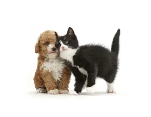 Black-and-white kitten, Solo, 6 weeks, rubbing against F1b toy Goldendoodle (Golden Black-and-white kitten, Solo, 6 weeks, rubbing against F1b toy Goldendoodle (Golden