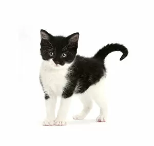 Images Dated 8th July 2010: Black-and-white kitten standing, against white background DIGITALLY ENHANCED