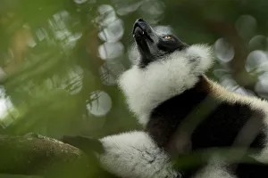 Black-and-white ruffed-lemur (Varecia variegata) looking up, Palmarium, Atsinanana Black-and-white ruffed-lemur (Varecia variegata) looking up, Palmarium, Atsinanana