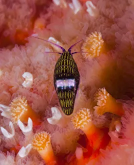 Black-and-white sea flea (Chromopleustes oculatus) on a Sunflower star Black-and-white sea flea (Chromopleustes oculatus) on a Sunflower star