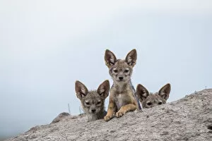 Images Dated 22nd September 2017: Black-backed jackal (Canis mesomelas) three cubs at the den, Masai-Mara Game Reserve