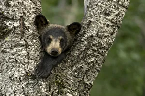 Black bear cub (Ursus americanus) resting in the fork of a tree, Minnesota, USA, June Black bear cub (Ursus americanus) resting in the fork of a tree, Minnesota, USA, June