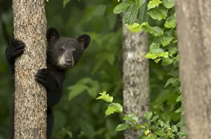 Black bear cub (Ursus americanus) climbing a tree, Minnesota, USA, June Black bear cub (Ursus americanus) climbing a tree, Minnesota, USA, June