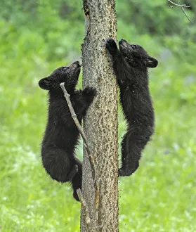 Black bear (Ursus americanus), two cubs playing, climbing up tree trunk Black bear (Ursus americanus), two cubs playing, climbing up tree trunk