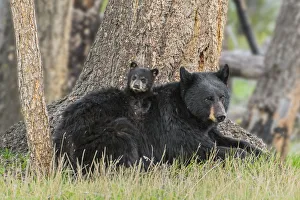 Black bear (Ursus americanus) mother with cub. Yellowstone National Park, Wyoming Black bear (Ursus americanus) mother with cub. Yellowstone National Park, Wyoming