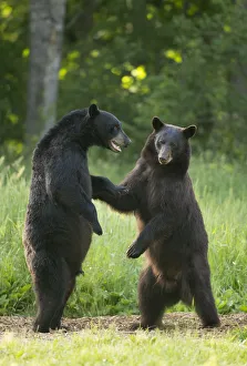 Black bears (Ursus americanus) standing on back legs, fighting, Minnesota, USA, June Black bears (Ursus americanus) standing on back legs, fighting, Minnesota, USA, June