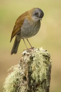 Black-billed nightingale-thrush (Catharus gracilirostris) Black-billed nightingale-thrush (Catharus gracilirostris)