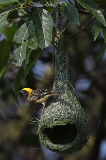Black-breasted weaver (Ploceus benghalensis) perched on its nest in Tongbiguan Nature Black-breasted weaver (Ploceus benghalensis) perched on its nest in Tongbiguan Nature