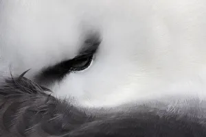 Black-browed Albatross (Thalassarche melanophris) resting close up of eye Black-browed Albatross (Thalassarche melanophris) resting close up of eye