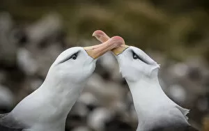 Two Black-browed albatross (Thalassarche melanophris) rub their bills together - part of