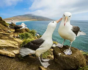 Black-browed albatross (Thalassarche melanophris) pair in courtship. Falkland Islands