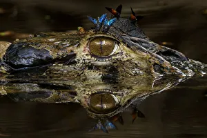 Black caiman (Melanosuchus niger) at water surface with horse flies on its head Black caiman (Melanosuchus niger) at water surface with horse flies on its head