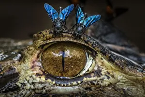 Black caiman (Melanosuchus niger) at water surface with horse flies above its eye Black caiman (Melanosuchus niger) at water surface with horse flies above its eye