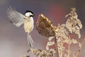 Black-capped Chickadee (Poecile atricapilla) landing to feed from sunflower seedhead in Black-capped Chickadee (Poecile atricapilla) landing to feed from sunflower seedhead in