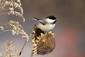 Black-capped Chickadee (Poecile atricapillus) attracted to feed on sunflower seedhead in Black-capped Chickadee (Poecile atricapillus) attracted to feed on sunflower seedhead in