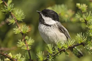 Black capped chickadee (Poecile atricapillus) portrait, Anchorage Provincial Park Black capped chickadee (Poecile atricapillus) portrait, Anchorage Provincial Park