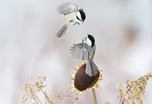Black Capped Chickadee Collection: Two Black-capped chickadees (Poecile atricapillus) in mid-air fight by a sunflower
