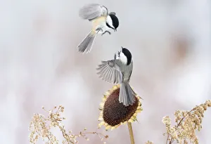 Two Black-capped chickadees (Poecile atricapillus) in mid-air fight by a sunflower Two Black-capped chickadees (Poecile atricapillus) in mid-air fight by a sunflower