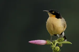Black-capped donacobius (Donacobius atricapillus) perched on a flower, Tambopata Reserve Black-capped donacobius (Donacobius atricapillus) perched on a flower, Tambopata Reserve