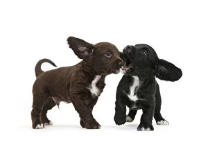 Images Dated 9th January 2014: Black and chocolate Cocker Spaniel puppies play-fighting, against white background