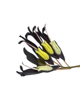Black coral vine (Kennedia nigricans) flowers, pollinated by honeyeaters (flowers Black coral vine (Kennedia nigricans) flowers, pollinated by honeyeaters (flowers