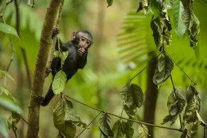Black crested monkey or macaque (Macaca nigra) infant in tree, Sulawesi, Indonesia Black crested monkey or macaque (Macaca nigra) infant in tree, Sulawesi, Indonesia