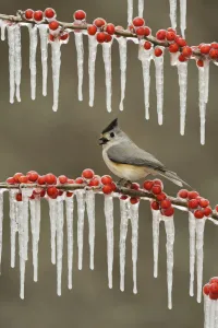 Black-crested titmouse (Baeolophus bicolor), adult perched on icy branch of Possum Haw Black-crested titmouse (Baeolophus bicolor), adult perched on icy branch of Possum Haw