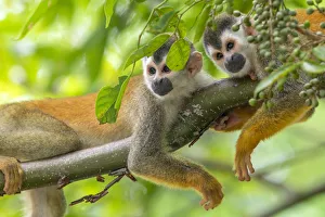 Black-crowned Central American squirrel monkey (Saimiri oerstedii Black-crowned Central American squirrel monkey (Saimiri oerstedii
