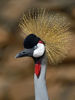 Black Crowned Crane (Balearica pavonina) portrait, Samburu National Reserve, Kenya Black Crowned Crane (Balearica pavonina) portrait, Samburu National Reserve, Kenya