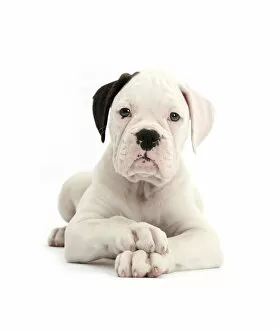 Hands Clasped Gallery: Black eared white Boxer puppy, lying with head up and crossed paws, against white