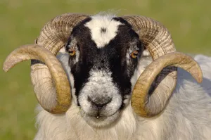 Black-faced sheep (Ovis domesticus) ram, head portrait, Isle of Islay, Hebrides, Scotland, UK. April Black-faced sheep (Ovis domesticus) ram, head portrait, Isle of Islay, Hebrides, Scotland, UK. April