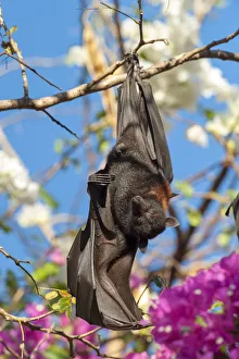 Roost Gallery: Black flying fox (Pteropus alecto), male stretching wing whilst roosting on branch