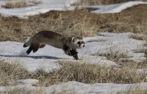 Black-footed ferret (Mustela nigripes) running in the snow as it goes from one prairie Black-footed ferret (Mustela nigripes) running in the snow as it goes from one prairie