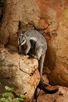 Black-footed rock wallaby (Petrogale lateralis), Cape range National Park, Exmouth Black-footed rock wallaby (Petrogale lateralis), Cape range National Park, Exmouth