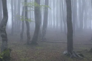 Black Forest tree trunks in mist, Baden-Wurttemberg, Germany. May Black Forest tree trunks in mist, Baden-Wurttemberg, Germany. May