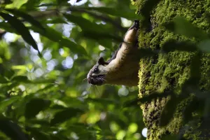 Black giant squirrel (Ratufa bicolor) sitting on a tree at Tongbiguan Nature Reserve Black giant squirrel (Ratufa bicolor) sitting on a tree at Tongbiguan Nature Reserve