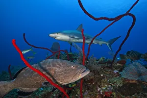 Black grouper (Mycteroperca bonaci) and Caribbean Reef Shark (Carcharhinus perezi) Black grouper (Mycteroperca bonaci) and Caribbean Reef Shark (Carcharhinus perezi)