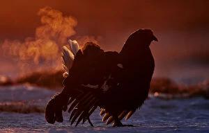 Images Dated 7th April 2014: Black Grouse (Tetrao tetrix) displaying with breath vapor at dawn, Utajarvi, Finland