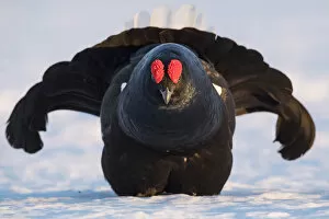 Black Grouse (Tetrao tetrix) displaying at a lek in snow, Tver, Russia. April