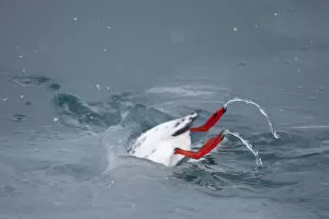 Images Dated 29th March 2009: Black guillemot (Cepphus grylle) diving into water, Spitsbergen, Svalbard, March 2009
