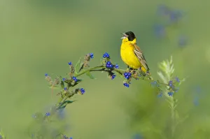 Black-headed bunting (Emberiza melanocephala) male perched singing, Bulgaria, May 2008 Black-headed bunting (Emberiza melanocephala) male perched singing, Bulgaria, May 2008